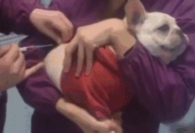 狗狗新手攻略笔记,狗狗饲养指南txt