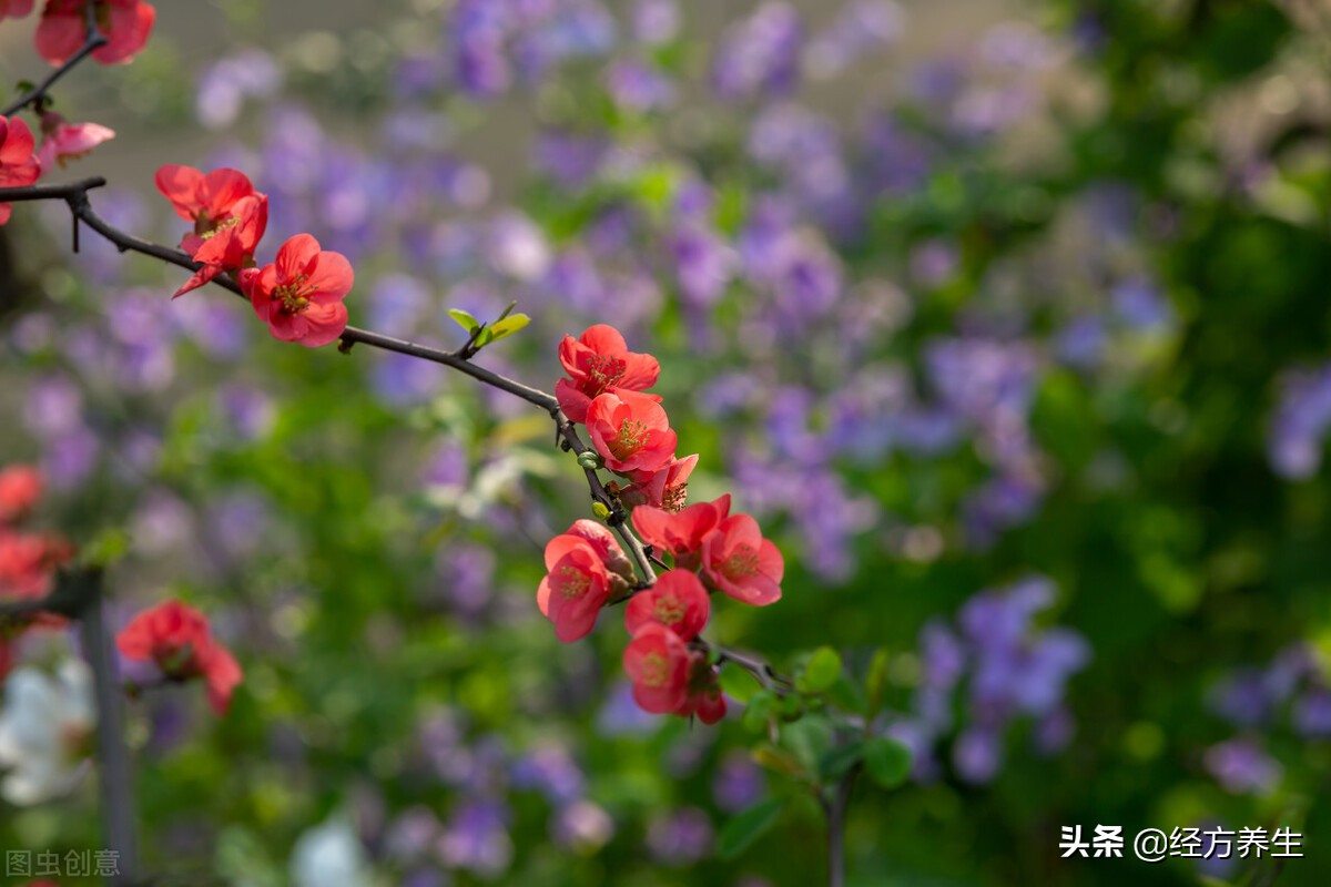 肝息肉自己消失了,内膜息肉会消失吗