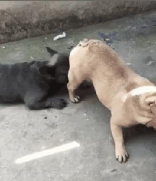 狗为什么会闻屁屁,两狗见面怎么能看出哪个凶