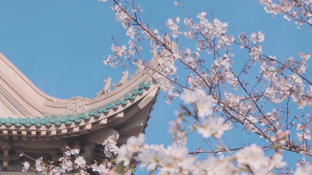 一个字奖10万元！这一“冷门绝学”再上热搜，武汉大学已开设相关专业！