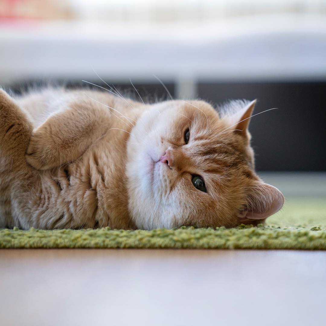 猫咪脂溢性皮炎怎么治疗,猫咪脂溢性皮炎是怎么引起的