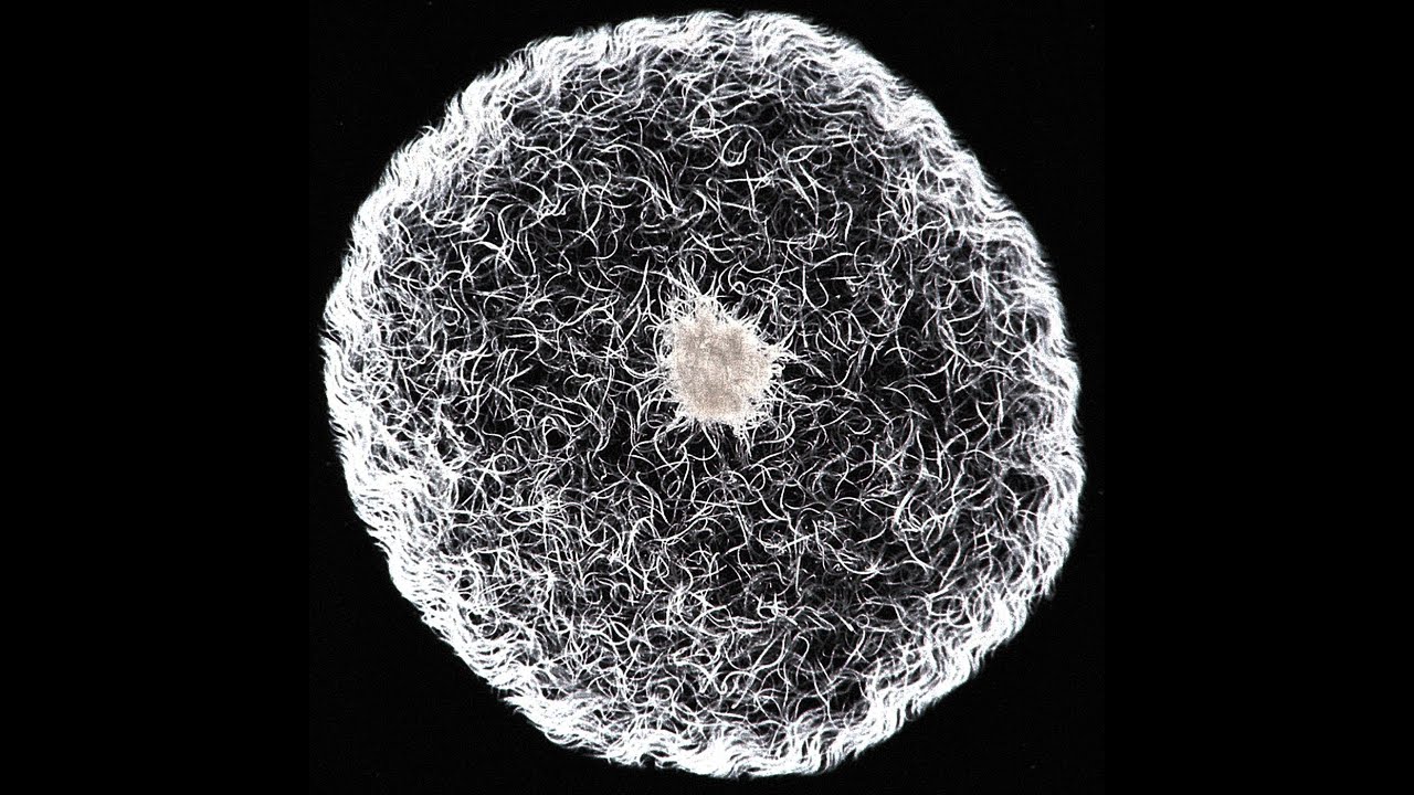 醋里面长的肥肉,醋里面长的肉