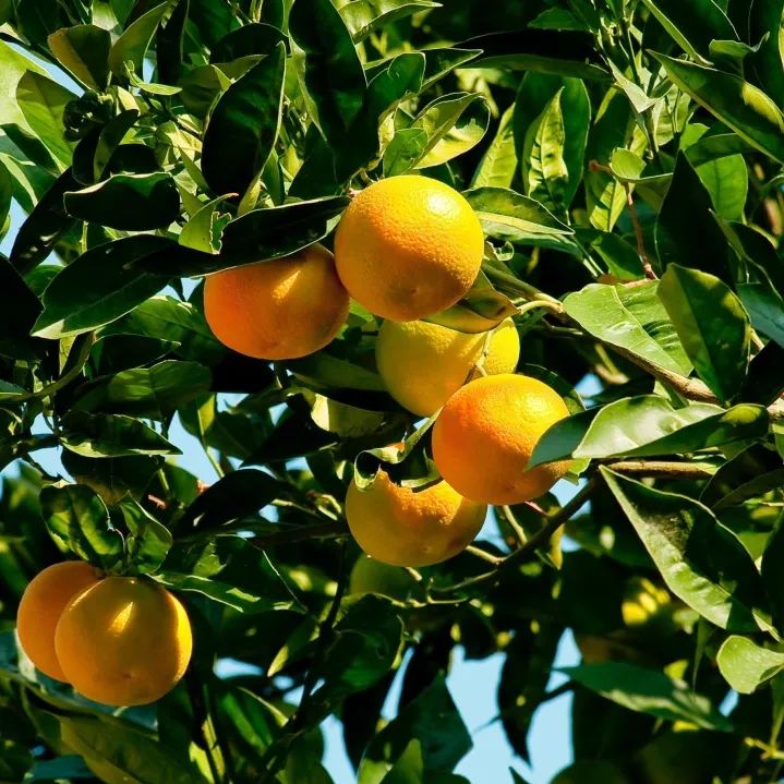 柑桔锈壁虱何时打药,防锈壁虱的最佳方法