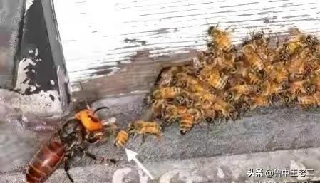 虎头蜂在哪里泛滥成灾,大窝虎头蜂
