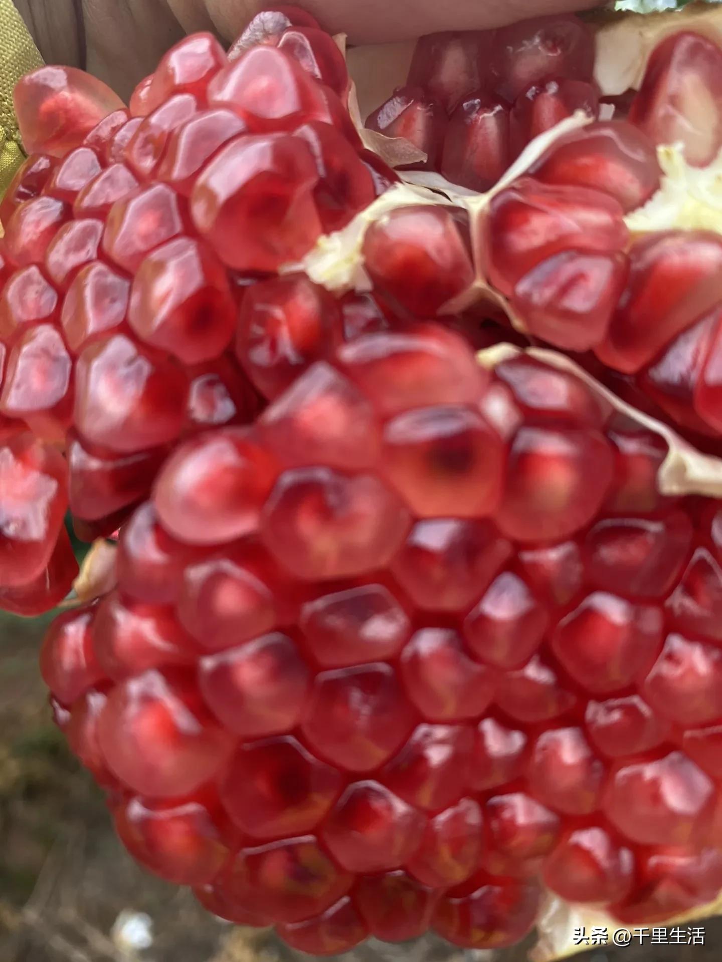 突尼斯软籽石榴超级好吃,突尼斯软籽石榴不用吐籽就能吃