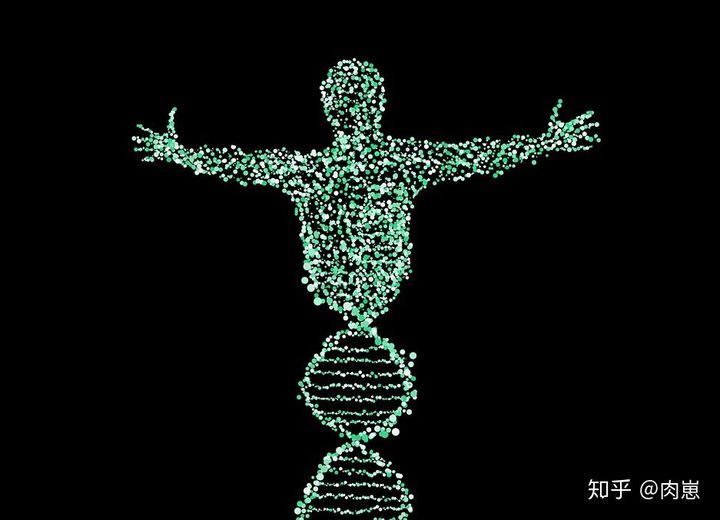 健身增肌的原理是什么,健身增肌原理动作讲解