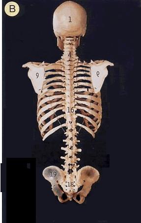 站桩到底怎么练终于有人讲明白了,初学站桩需要注意的9个点