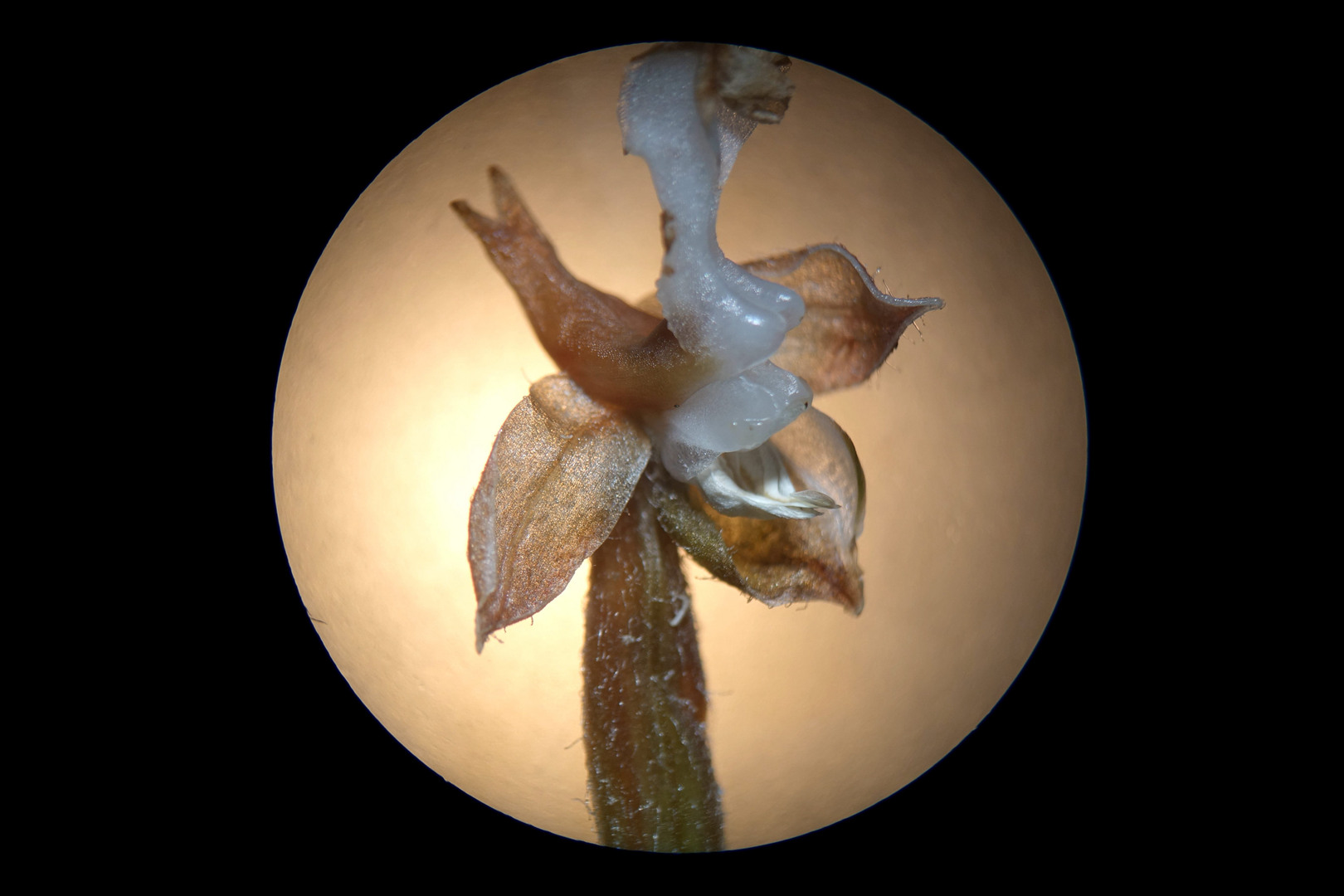 海曙龙观乡深山中首次发现珍稀兰科植物——浙江金线兰