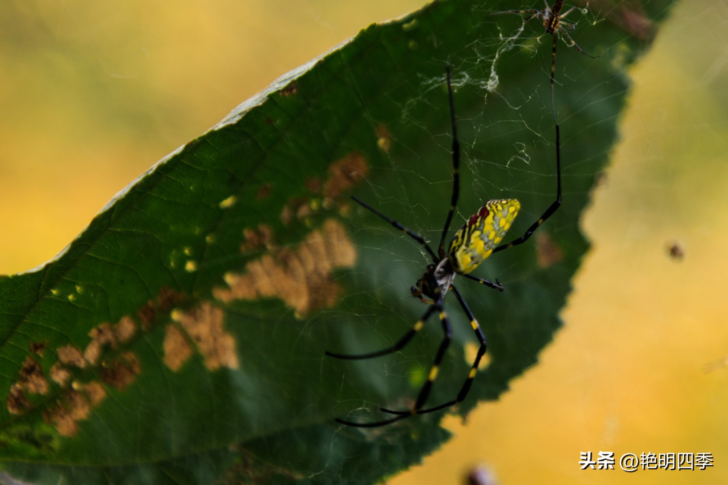 平谷老象峰风景区,北京平谷老象峰