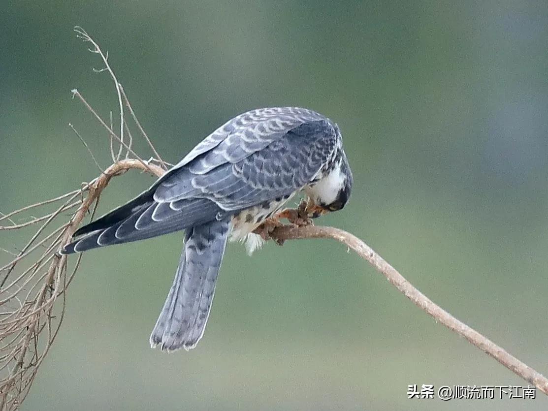 红脚隼叫声,红脚隼