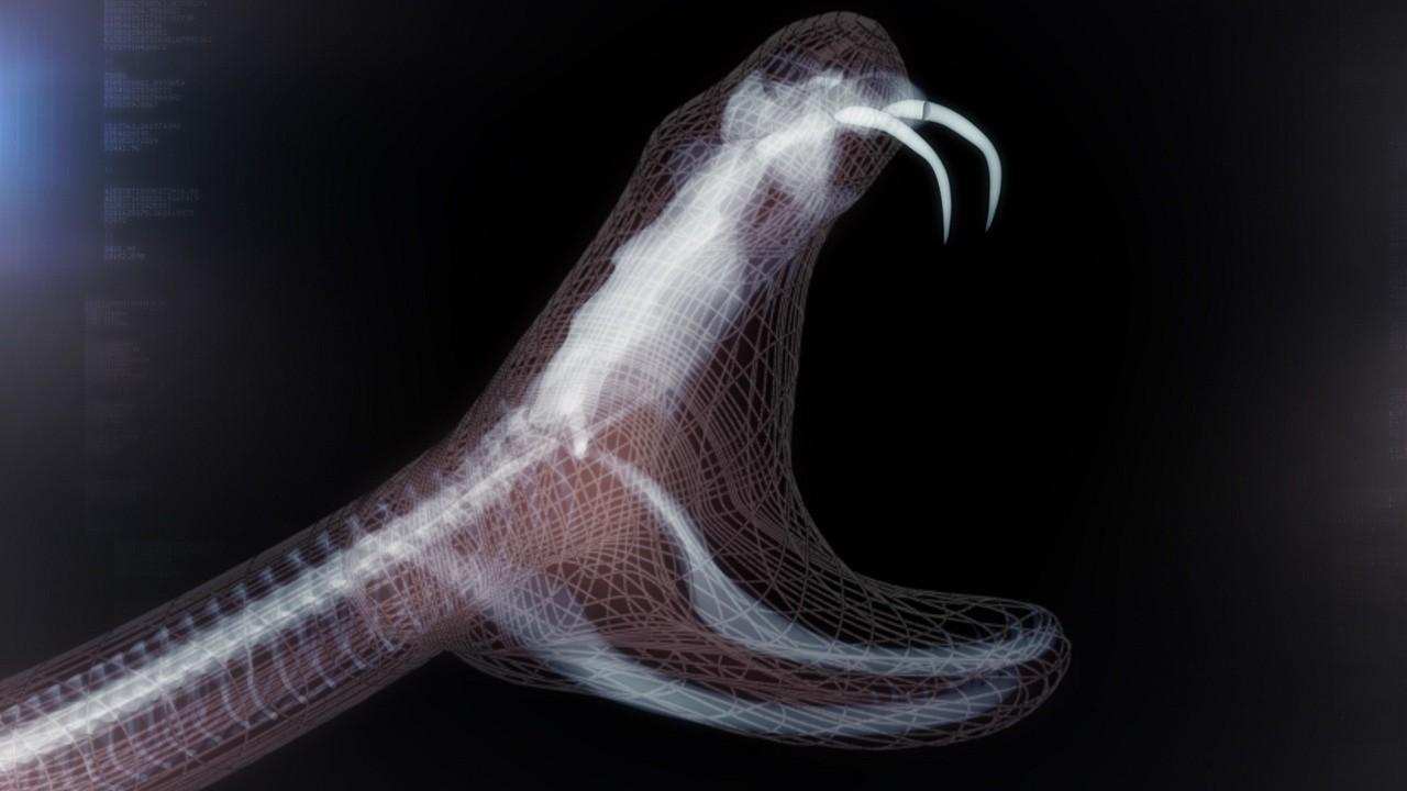 银环蛇是中国最毒的毒蛇吗,十堰发现白头蝰蛇