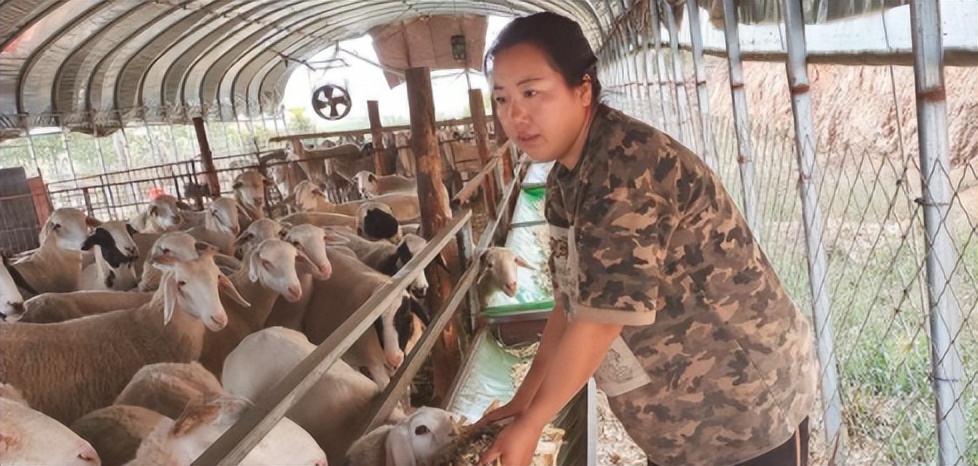 新农人养梅花鹿,新农人的养鸡路