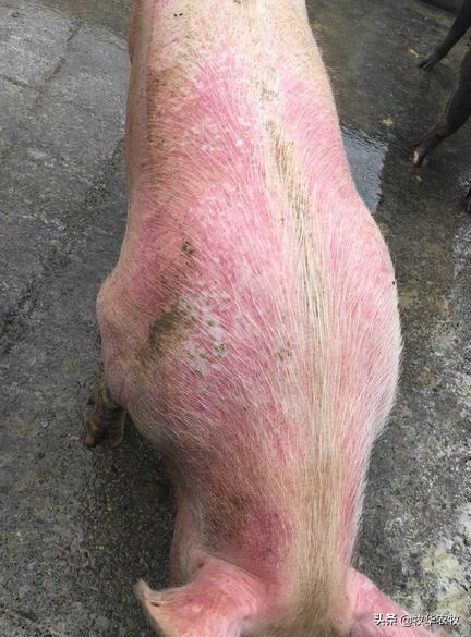 猪吃食正常耳朵有点发红是啥原因,猪全身发红不吃食精神不好