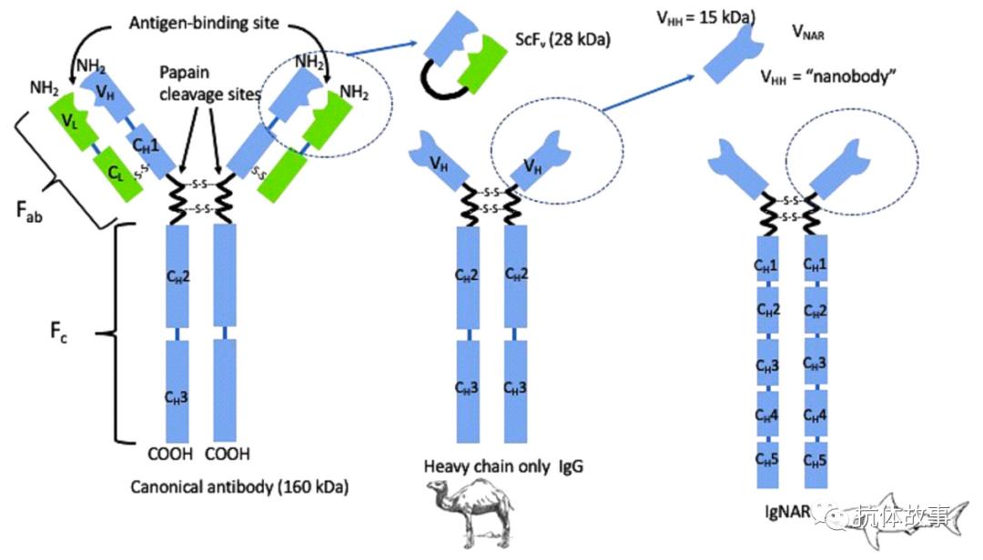 TahirS.Pillay：单域抗体（纳米抗体）在实验室诊断中的应用