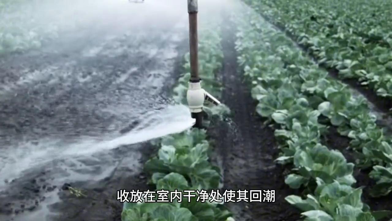 福建香烟历史,福建云霄香烟历史简介