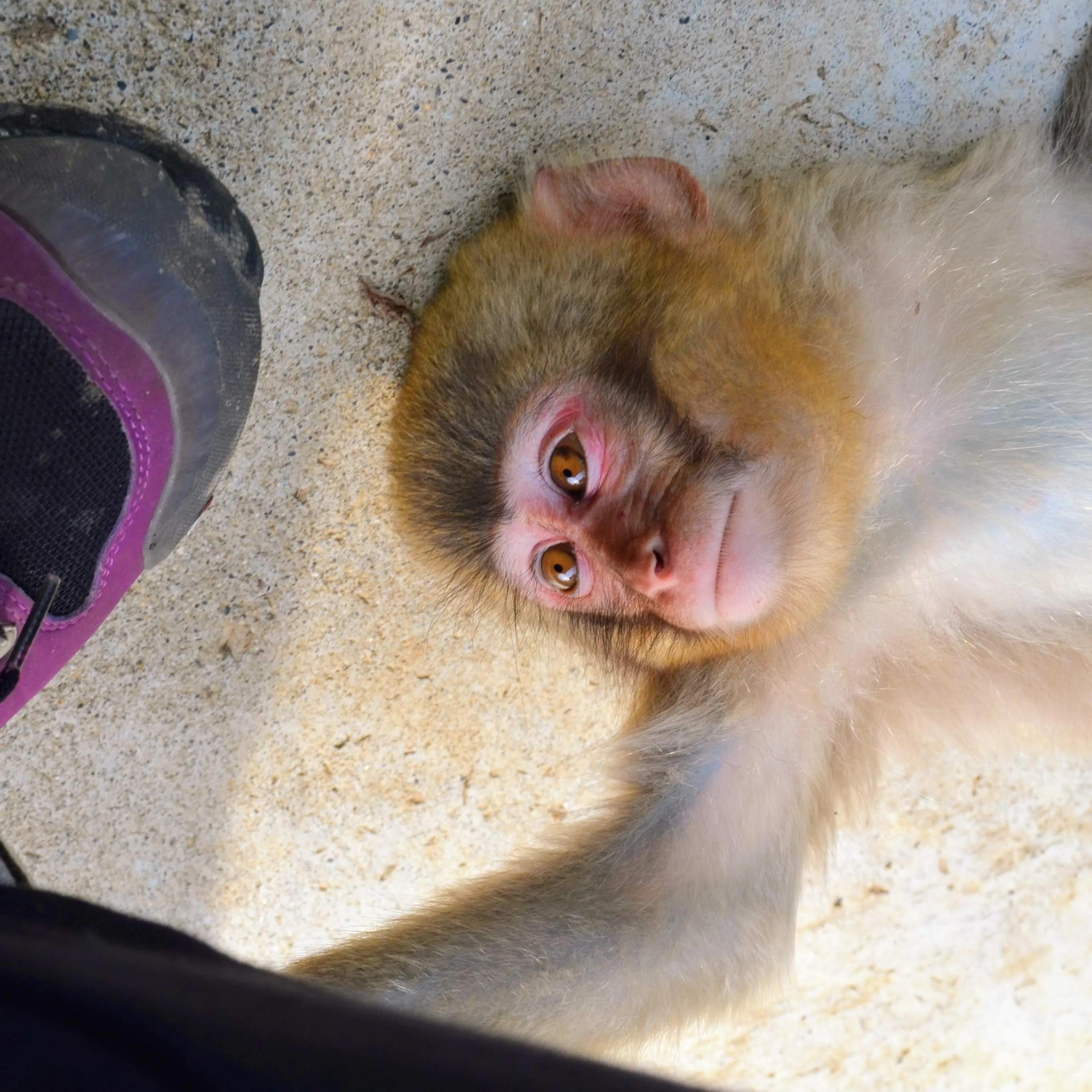 自然世界日本雪猴,日本猴子泡温泉