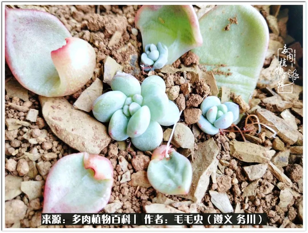 多肉可抵岁月,多肉之花语