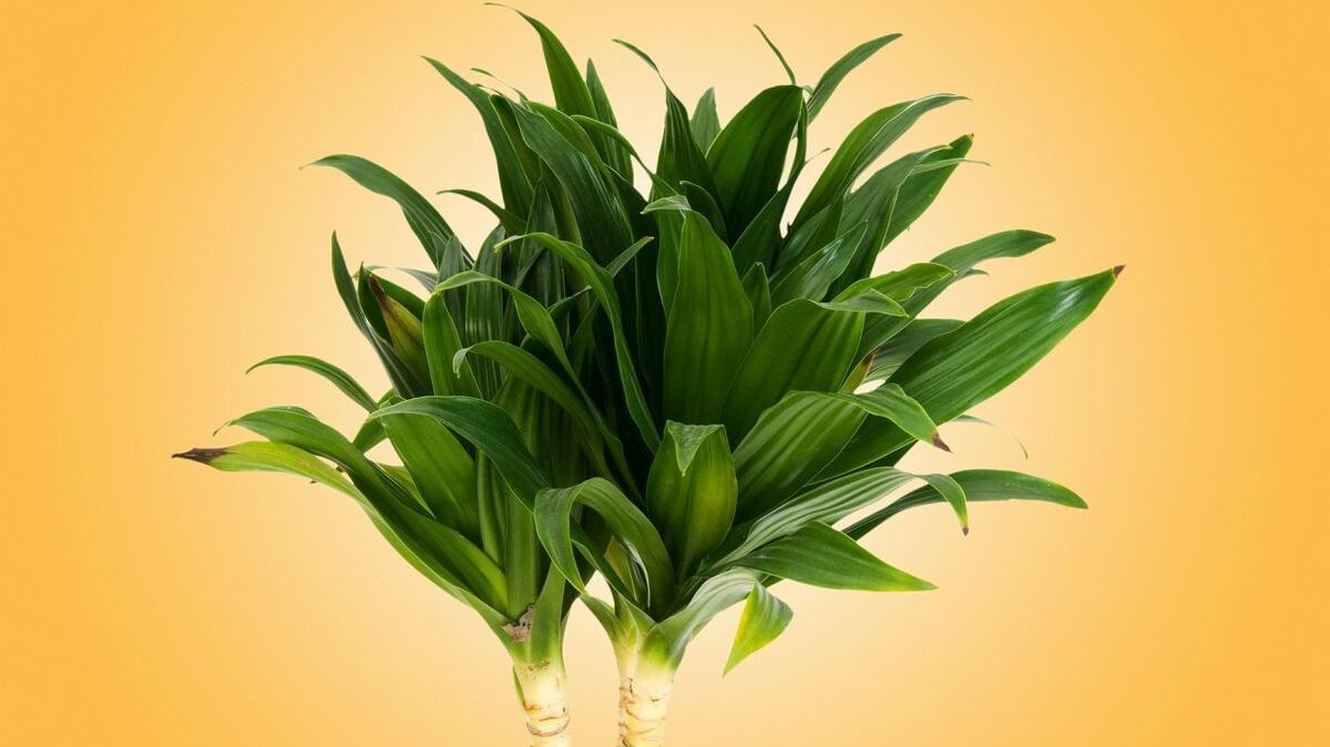 家中养8种盆栽树,客厅养什么盆栽树最好