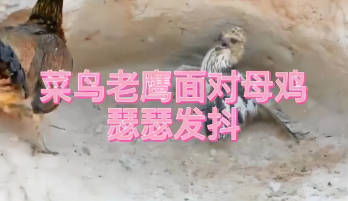 老鹰被鸡咬死,一只老鹰被鸡啄