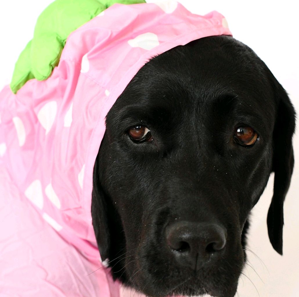 狗狗半夜叫扰民怎么制止,狗狗半夜不停挠地怎么回事