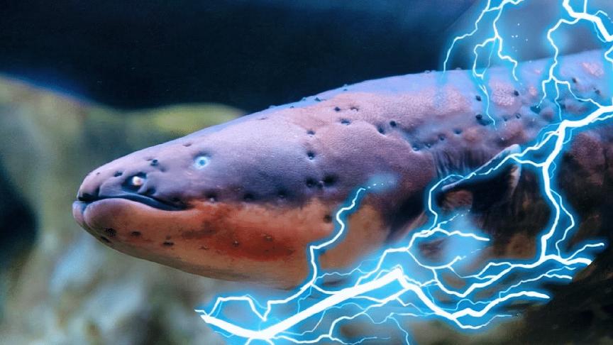 地球上最大的史前蛇,地球最大的水蛇