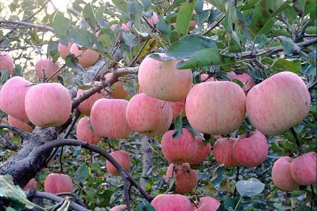 四面楚歌还能走远吗,四面楚歌唱了几天