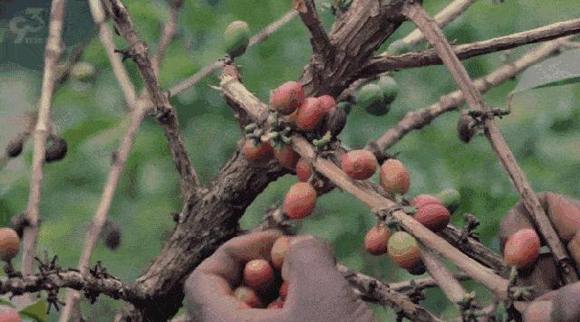 一觉醒来，尼加拉瓜与台湾“断交”！这是个怎样的国家