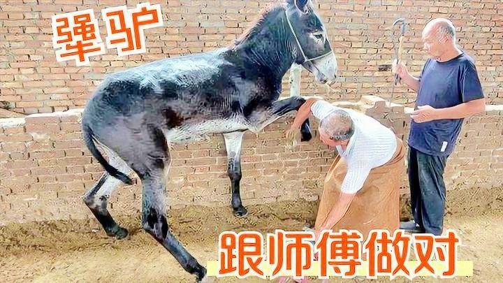 “高雅之家群”究竟有没有？三寸蛇的名字为啥总变？其中自有道理