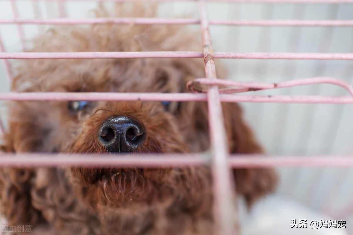 让泰迪失去理智怎么办,泰迪不听话怎么训练