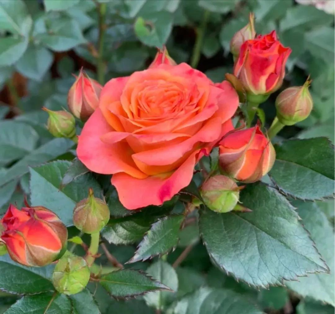 花草种类名称介绍,各种各样的花草名称大全