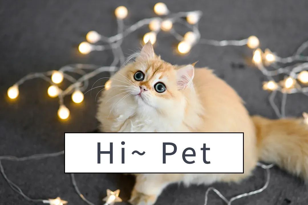 猫都撸撸撸秃了，开宠物店赚钱吗？调研了200家店的业内人这样说