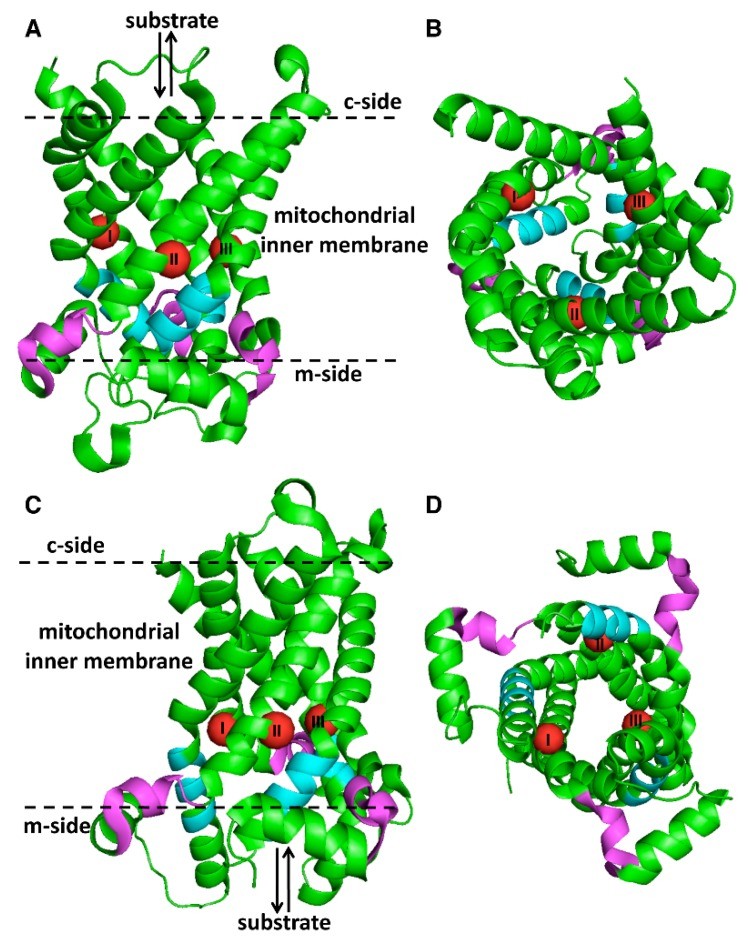 精氨酸和氨基酸有什么区别,碱性氨基酸由什么组成