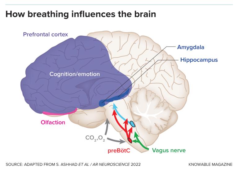 呼吸改变思维,嘴巴呼吸对大脑的影响