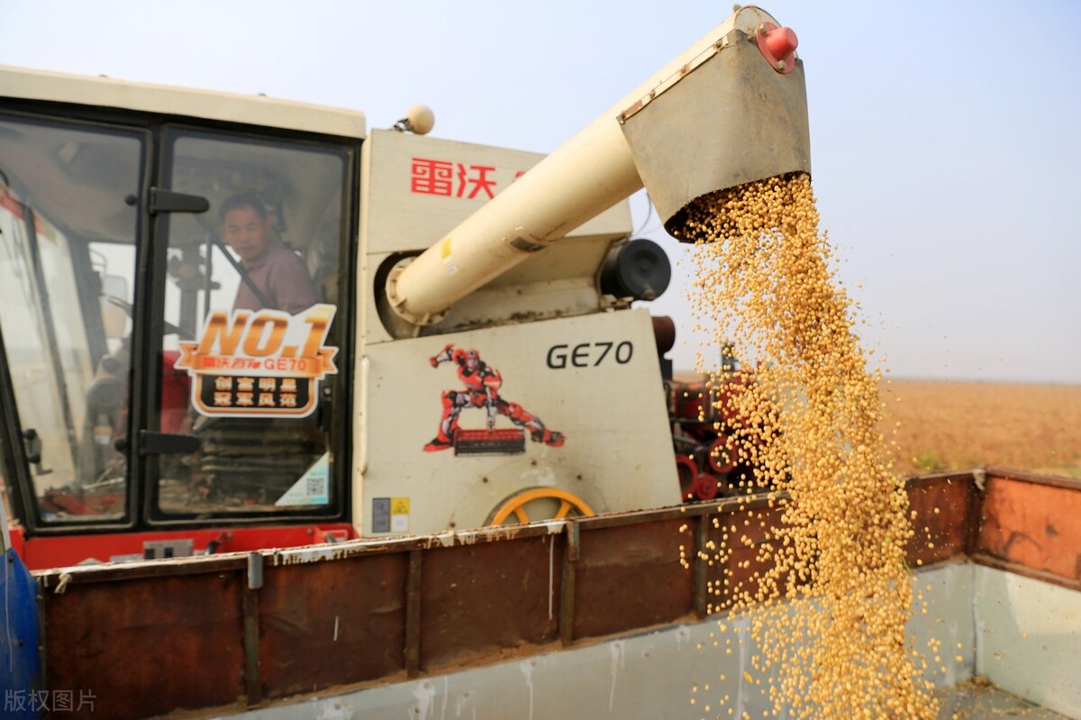 今日全国各地大豆价格行情走势,今日全国大豆价格是涨是跌