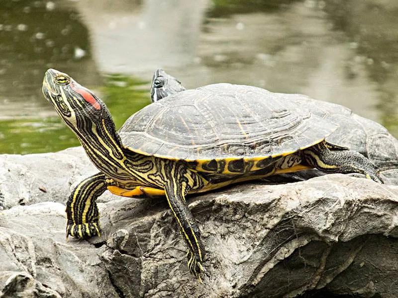 可爱的小乌龟优秀作文1000字,写小乌龟的优秀作文