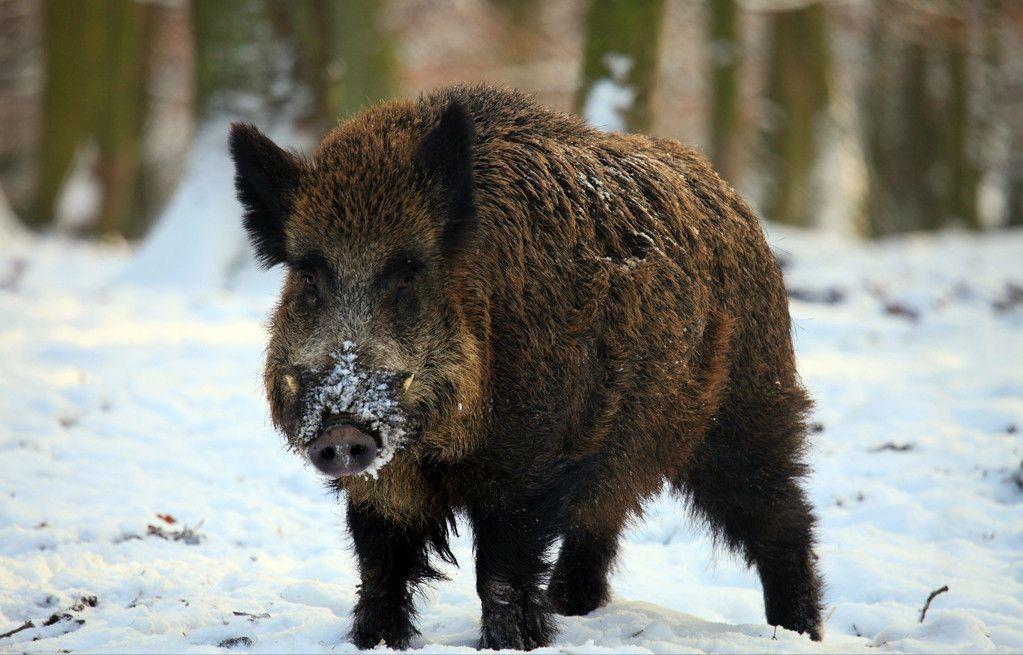 野猪是怎么泛滥的,野猪现在泛滥成灾为什么