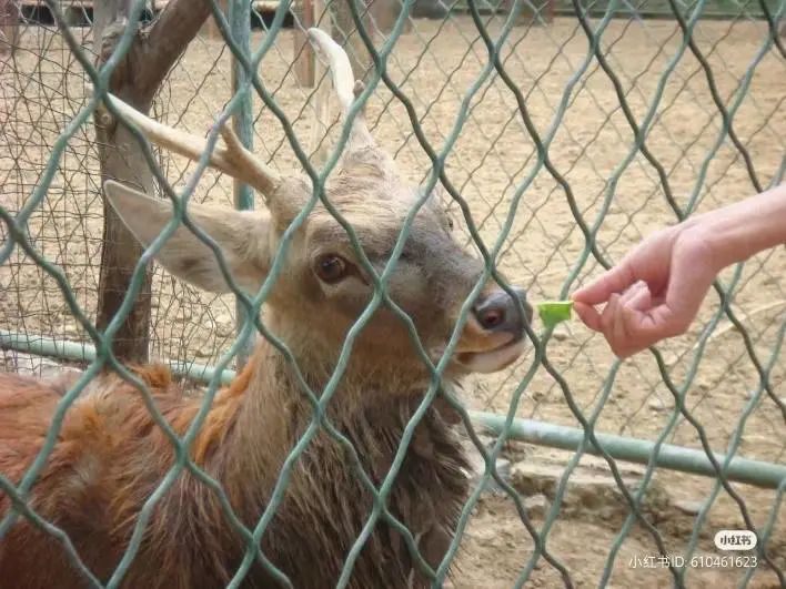 被黑天鹅打了,被黑天鹅攻击了