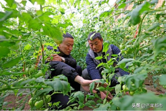 泾阳普罗旺斯沙瓤西红柿销量第一,陕西泾阳普罗旺斯沙瓤西红柿