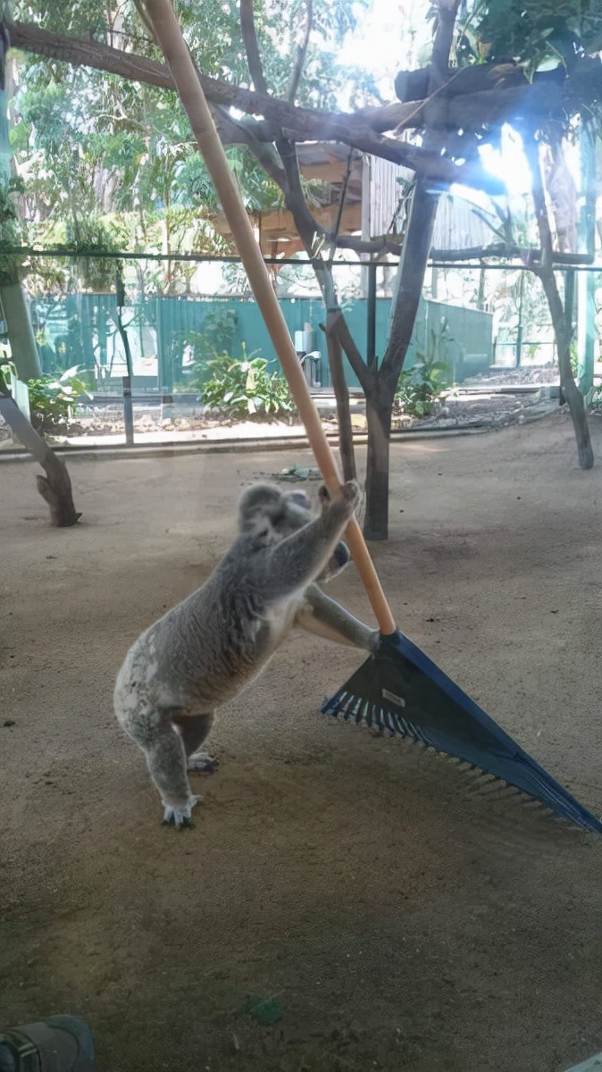 真实大象图片大全可爱,真实野生大象图片