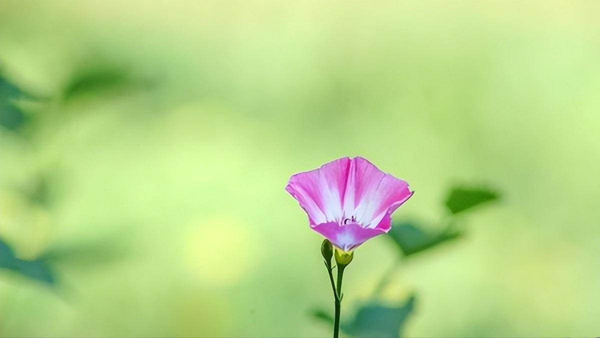 喜欢的人不给你发消息怎么回复,喜欢的人不怎么回复你怎么办