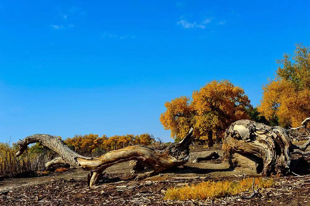 【临夏林草文化】科普篇‖胡杨铁骨千年铸，沧桑燃尽度春秋