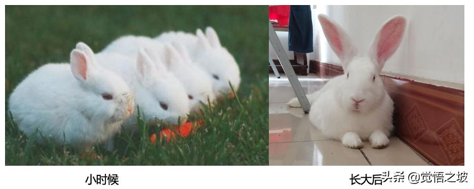 养兔子怎么防止兔子打洞,买兔子和养兔子的过程