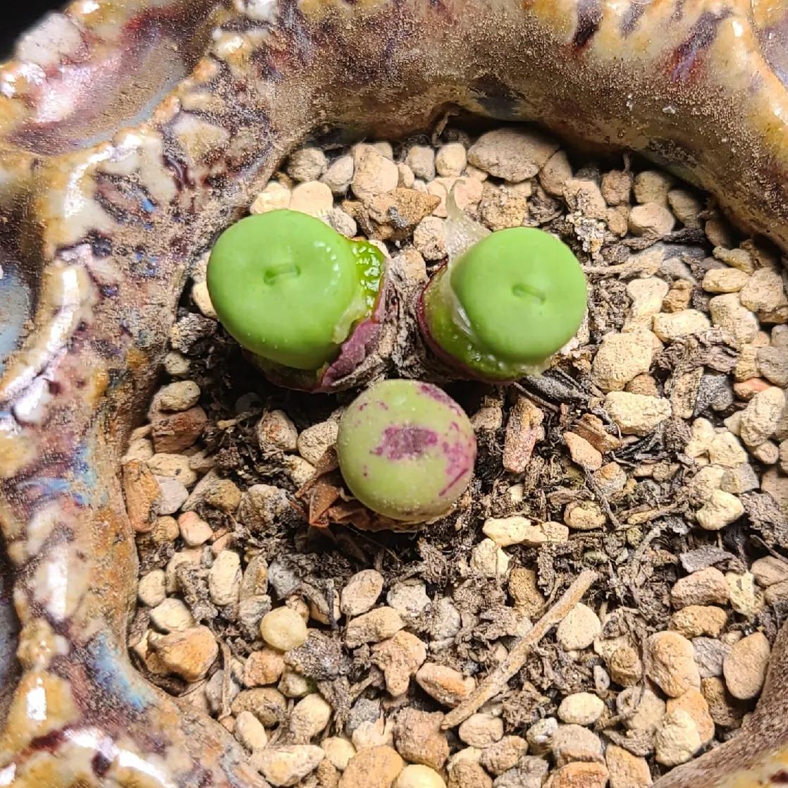 肉锥蜕皮要断水吗,肉锥什么时候蜕皮