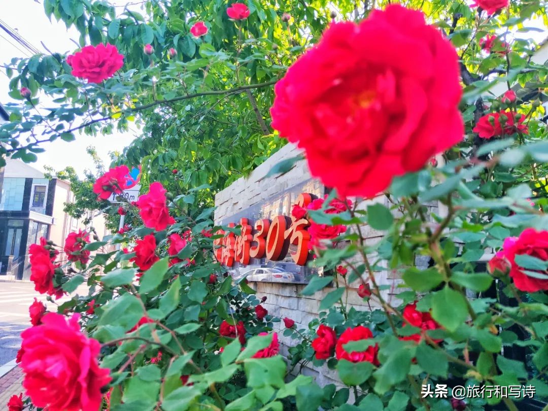 大连十大网红打卡圣地一网打尽,大连新晋网红打卡地东西价格