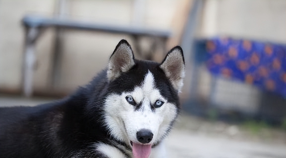 哈士奇拆家怎么制止它咬人,哈士奇疯狂拆家