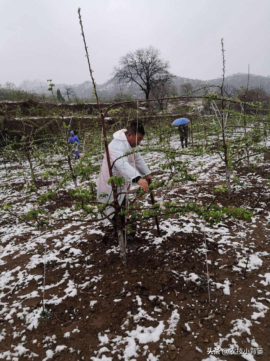 预防作物冻害最好的防冻剂,植物冻害了还能用防冻剂吗