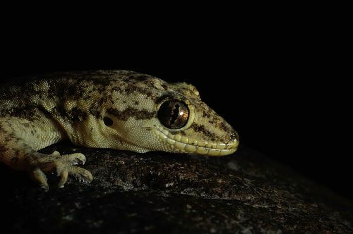 澳洲男子生吞壁虎死亡,澳大利亚男子生吞蜗牛