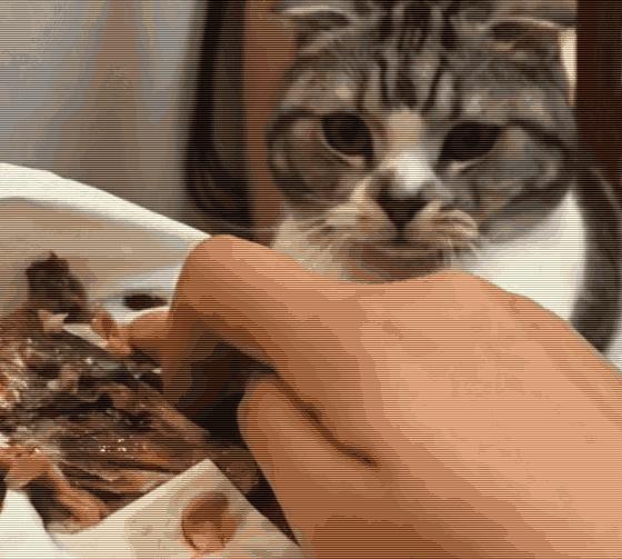 你不知道的养猫冷知识,养猫的10个小知识