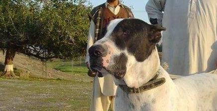 库达战土狗,库达犬的战斗力