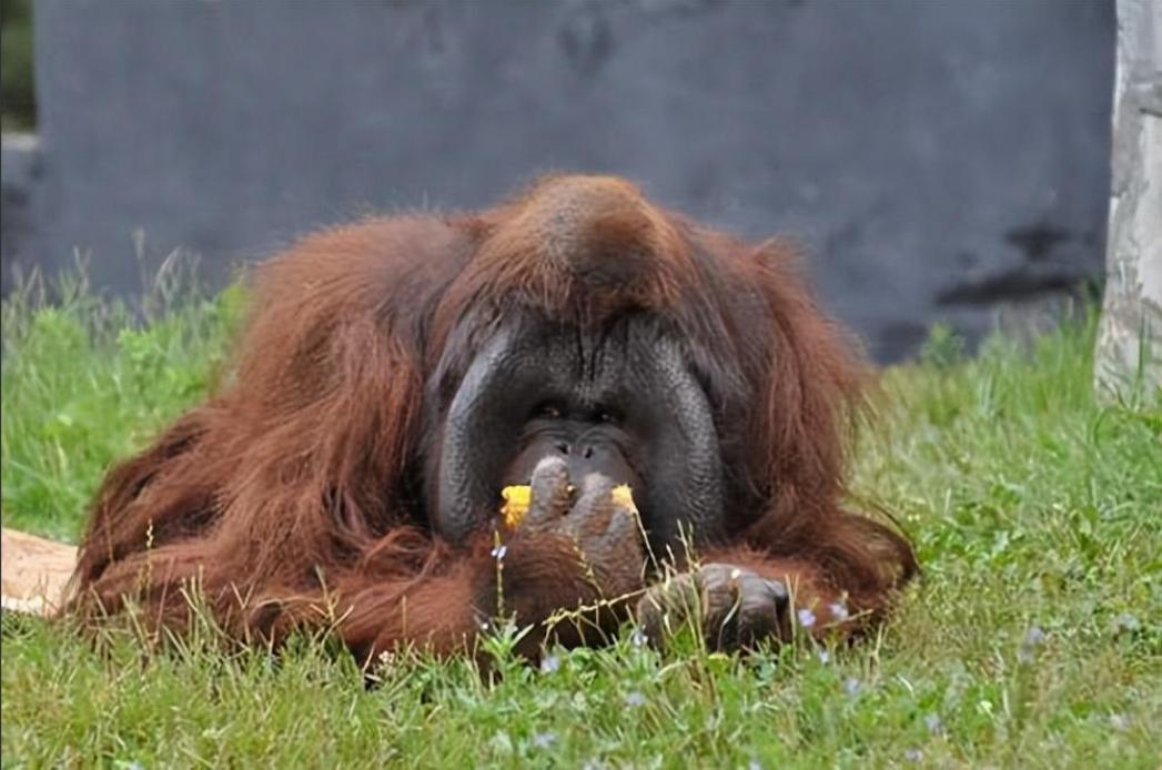 大猩猩减肥,红毛大猩猩减肥